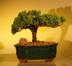 Juniper Bonsai Tree<br><i>(juniper procumbens nana)</i>