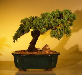 Juniper Bonsai Tree<br><i>(juniper procumbens nana)</i>