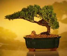 Juniper Bonsai Tree<br><i>(juniper procumbens nana)</i>
