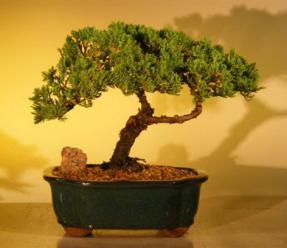 Juniper Bonsai Tree<br><i>(juniper procumbens nana)</i>