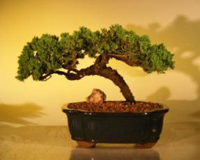 Juniper Bonsai Tree<br><i>(juniper procumbens nana)</i>