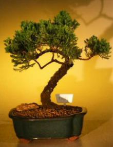 Juniper Bonsai Tree<br><i>(juniper procumbens nana)</i>