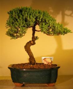 Juniper Bonsai Tree<br><i>(juniper procumbens nana)</i>