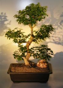 Flowering Ligustrum Bonsai Tree<br><i>(ligustrum lucidum)</i>