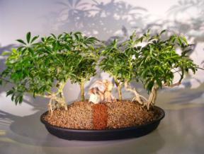 Hawaiian Umbrella Bonsai Tree - Banyan Group Style<br>(<i>arboricola schefflera</i>)