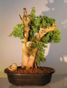 Juniper Bonsai Tree - Phoenix Graft<br><i>(juniper procumbens nana)</i>