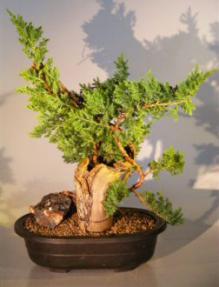 Juniper Bonsai Tree - Phoenix Graft<br><i>(juniper procumbens nana)</i>