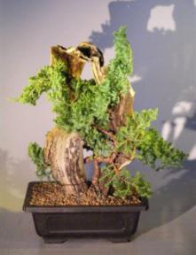 Juniper Bonsai Tree - Phoenix Graft<br><i>(juniper procumbens nana)</i>