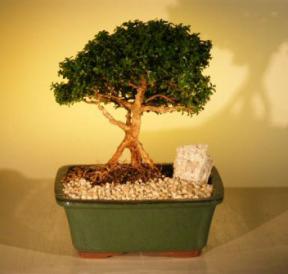 Japanese Kingsville Boxwood Bonsai Tree<br><i>(buxus microphylla compacta)</i>