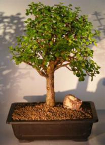 Baby Jade  Bonsai Tree<br><i>(Portulacaria Afra)</i>