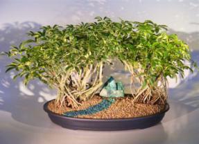 Variegated Hawaiian Umbrella Bonsai Tree <br>Banyan Style - Double Planting<br> (<i>arboricola schefflera</i>)