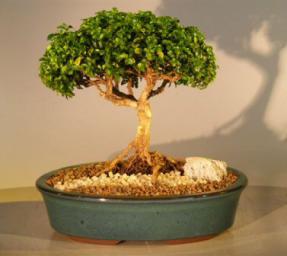 Japanese Kingsville Boxwood Bonsai Tree<br><i>(buxus microphylla compacta)</i>