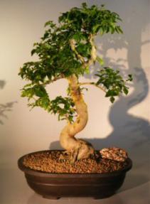 Flowering Ligustrum Bonsai Tree<br><i>(ligustrum lucidum)</i>