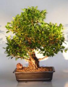 Ficus Retusa Bonsai Tree<br><i>(ficus retusa)</i>