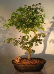 Flowering Brazilian Raintree Bonsai Tree <br><i>(pithecellobium tortum)</i>