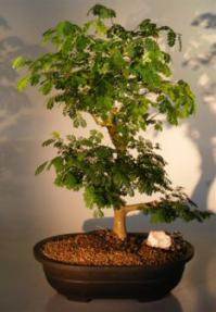 Flowering Ligustrum Bonsai Tree<br><i>(ligustrum lucidum)</i>