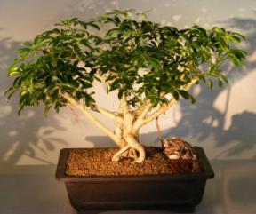 Hawaiian Umbrella Bonsai Tree <br> Banyan Style<br>(<i>arboricola schefflera</i>)