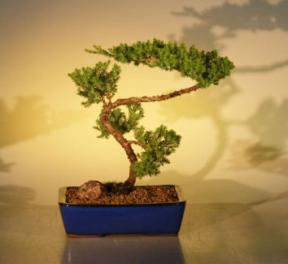 Juniper Bonsai Tree<br><i>(juniper procumbens 'nana')</i>