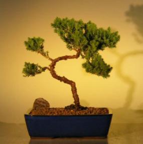 Juniper Bonsai Tree<br><i>(juniper procumbens 'nana')</i>