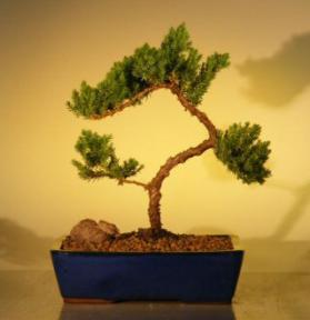 Juniper Bonsai Tree<br><i>(juniper procumbens 'nana')</i>