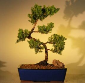 Juniper Bonsai Tree<br><i>(juniper procumbens 'nana')</i>