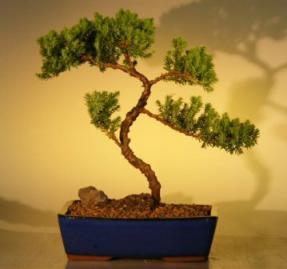 Juniper Bonsai Tree<br><i>(juniper procumbens 'nana')</i>