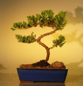 Juniper Bonsai Tree<br><i>(juniper procumbens 'nana')</i>