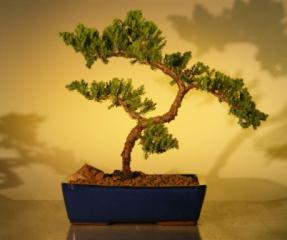 Juniper Bonsai Tree<br><i>(juniper procumbens 'nana')</i>