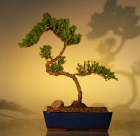 Juniper Bonsai Tree<br><i>(juniper procumbens 'nana')</i>