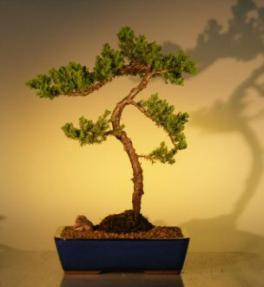 Juniper Bonsai Tree<br><i>(juniper procumbens 'nana')</i>