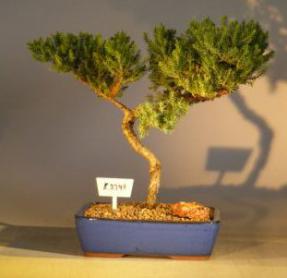 Juniper Bonsai Tree<br><i>(juniper procumbens 'nana')</i>