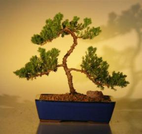 Juniper Bonsai Tree<br><i>(juniper procumbens 'nana')</i>