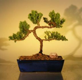 Juniper Bonsai Tree<br><i>(juniper procumbens 'nana')</i>