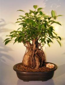 Ginseng Ficus Bonsai Tree<br><i>(ficus retusa)</i>