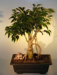 Oriental Ficus  Bonsai Tree - Banyan Style<br><i>(benjamina 'orientalis')</i>