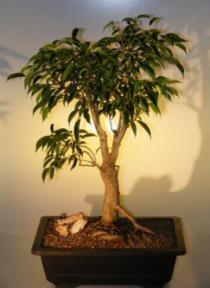 Oriental Ficus  Bonsai Tree - Banyan Style<br><i>(benjamina 'orientalis')</i>