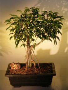 Oriental Ficus  Bonsai Tree - Banyan Style<br><i>(benjamina 'orientalis')</i>