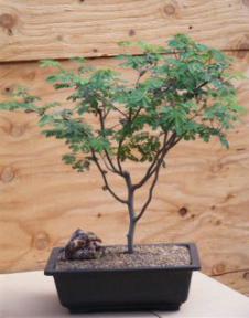 Flowering Divi Divi Bonsai Tree<br><i>(caesalpinia coriaria)</i>