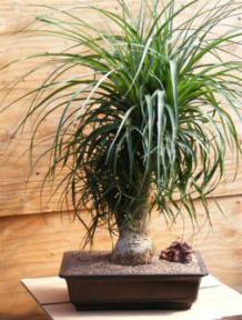 Pony Tail Palm Bonsai Tree<br><i>(beaucamea recurvata)</i>