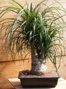 Pony Tail Palm Bonsai Tree<br><i>(beaucamea recurvata)</i>