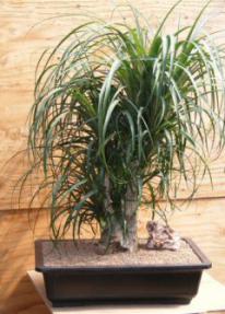 Pony Tail Palm Bonsai Tree<br><i>(beaucamea recurvata)</i>