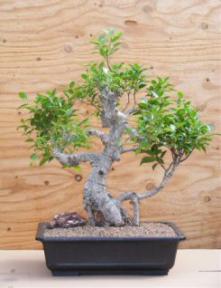 Ficus Retusa Bonsai Tree - Banyan Style<br><i>(ficus retusa)</i>