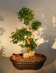 Ligustrum Bonsai Tree<br><i>(ligustrum lucidum)</i>