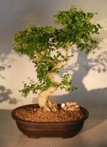 Ligustrum Bonsai Tree<br><i>(ligustrum lucidum)</i>