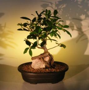 Ficus Bonsai Tree - Root Over Rock<br><i>(ficus natalensis)</i>