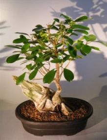 Ficus Bonsai Tree - Root Over Rock<br><i>(ficus natalensis)</i>