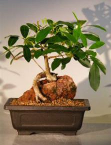 Ficus Bonsai Tree - Root Over Rock<br><i>(ficus natalensis)</i>