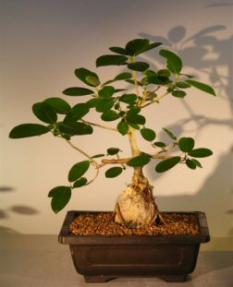 Ficus Bonsai Tree - Root Over Rock<br><i>(ficus natalensis)</i>