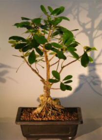 Ficus Bonsai Tree - Root Over Rock<br><i>(ficus natalensis)</i>