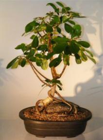 Ficus Bonsai Tree - Root Over Rock<br><i>(ficus natalensis)</i>